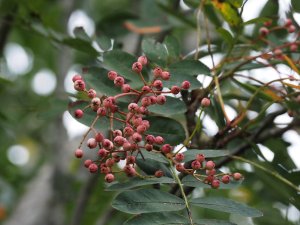 Sorbus hupehensis (now S. pseudohupehearis)
