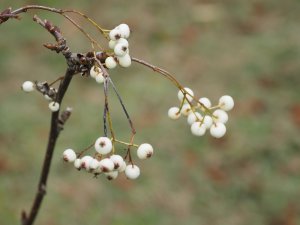 Sorbus prattii (now S. munda)
