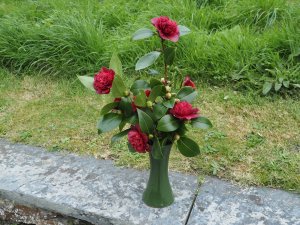 Camellia japonica ‘Takanini’