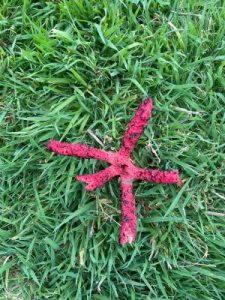 Devils Fingers (Clathrus archeri)
