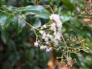 Eupatorium ligustrinum