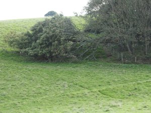 A huge tree has fallen in the Park