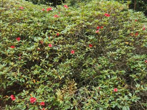 Rhododendron ‘Elizabeth’