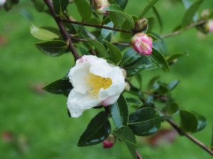 Camellia sasanqua ‘Narumigata’
