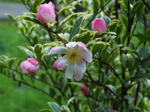Camellia sasanqua ‘Variegata’