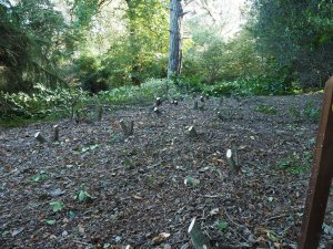 Clearance of the laurel