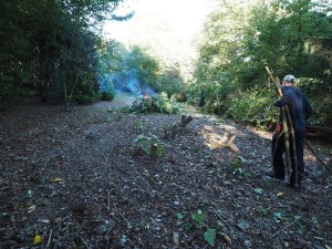 Clearance of the laurel