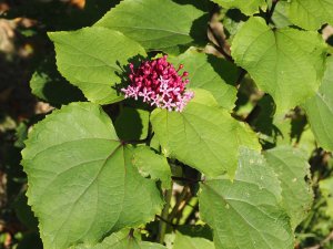 Clerodendrum bungei