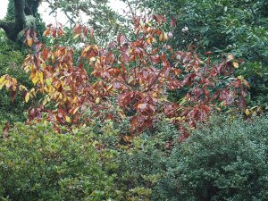 Magnolia fraseri var. pyramidata