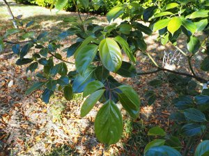 Nothophoebe cavaleriei