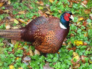 Our favourite cock pheasant