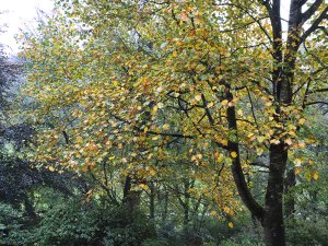 The variegated tulip tree
