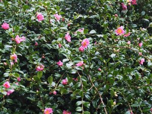 Camellia sasanqua