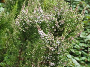 Erica arborea