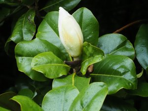 Magnolia grandiflora