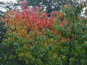 Prunus ‘Matsumae-shizuka’