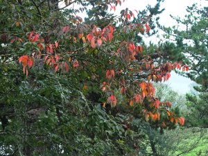 Prunus ‘Matsumae-beni-yutaka’