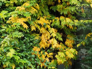 Wisteria ‘Violacea Plena’ (‘Black Dragon’)
