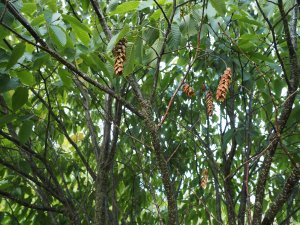 Carpinus rankanensis