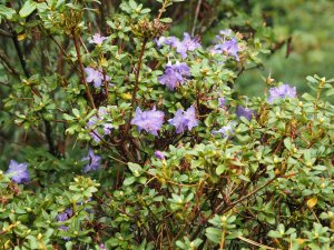 Rhododendron ‘Blue Tit’