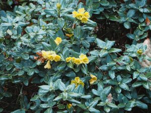Rhododendron concatenans