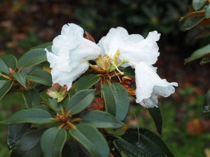 Rhododendron pachysanthum