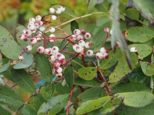 Sorbus hupehensis