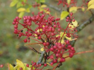 Zanthoxylum coreanum