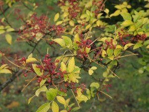 Zanthoxylum coreanum