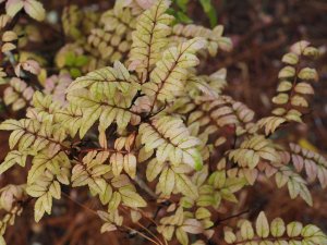 Zanthoxylum piperitum var. inerme