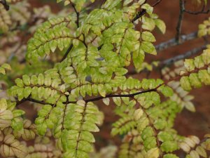 Zanthoxylum piperitum var. inerme