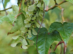 Acer campbellii var. fansipanense (BSWJ 8270)