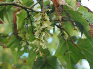 Acer campbellii var. fansipanense (BSWJ 8270)