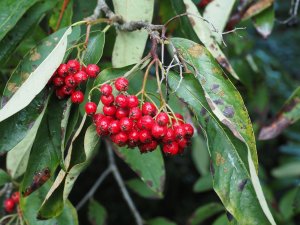 Cotoneaster glomeratus