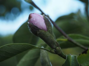 Magnolia ‘Holywell’