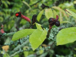 Magnolia kobus ‘Octopus’