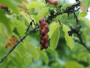 Magnolia kobus ‘Octopus’