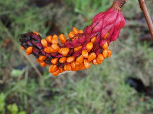 Magnolia ‘Phelan Bright’