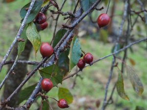 Malus x purpurea ‘Crimson Cascade’