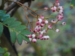 Sorbus parvifructa