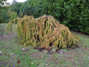 Taxodium distichum ‘Falling Waters’