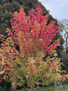 Acer freemanii ‘Autumn Blaze’