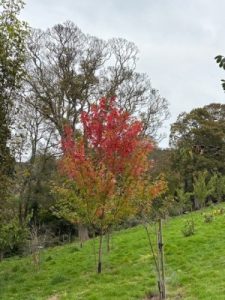 Acer freemanii ‘Autumn Blaze’