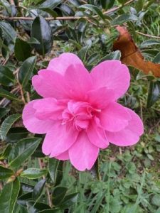 Camellia sasanqua ‘Elfin Rose’