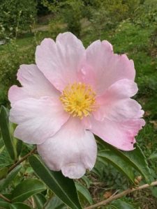 Camellia sasanqua ‘Plantation Pink’