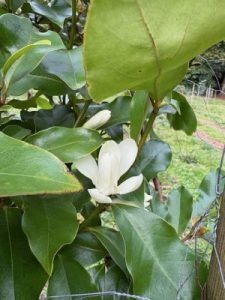 M. (laevifolia x champaca) x (laevifolia x maudiae)