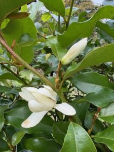 M. (laevifolia x champaca) x (laevifolia x maudiae)