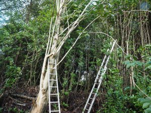Now for the rest of the laurel hedge