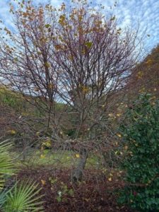 Pruning of Tilia cordata ‘Winter Orange’