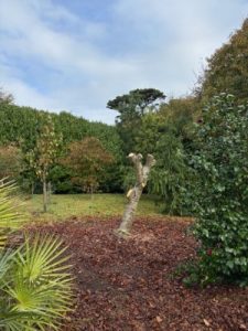 Pruning of Tilia cordata ‘Winter Orange’